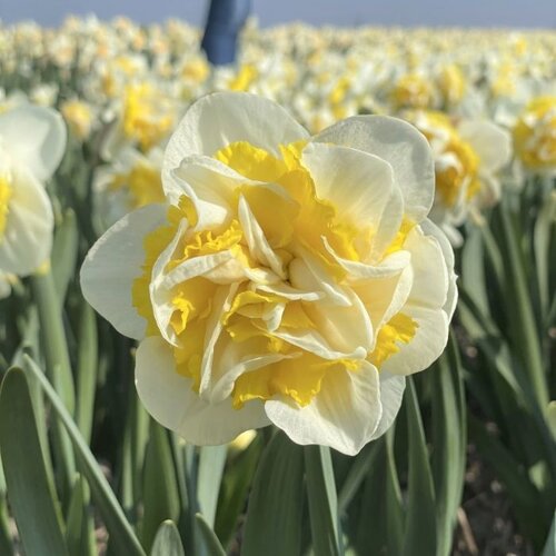 Fam. Flower Farm Bloembol - Westward Fam. Flower Farm Bloembol - Westward