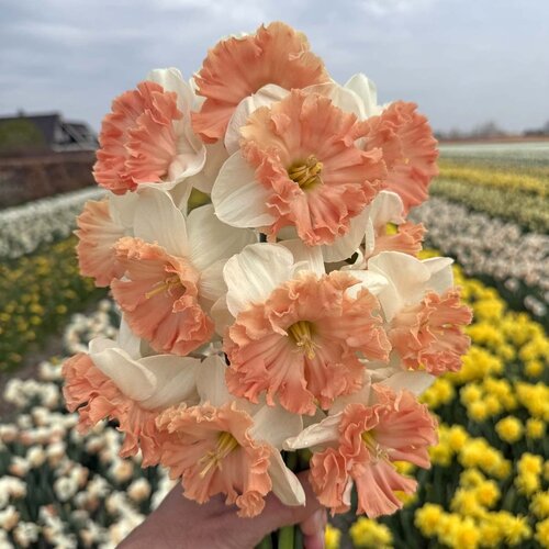 Fam. Flower Farm Bloembol - Nightlife Fam. Flower Farm Bloembol - Nightlife
