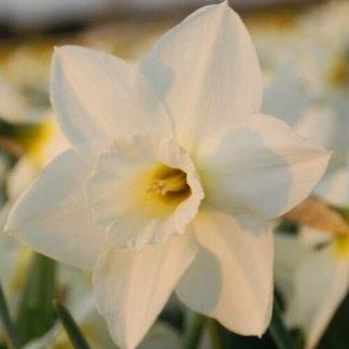 Fam. Flower Farm Fam. Flower Farm - Bloembol - Desdemona Fam. Flower Farm Fam. Flower Farm - Bloembol - Desdemona