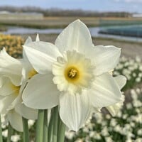 Narcis - Desdemona
