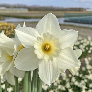 Fam. Flower Farm Narcis - Desdemona