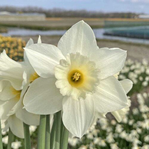 Fam. Flower Farm Bloembol - Desdemona Fam. Flower Farm Bloembol - Desdemona