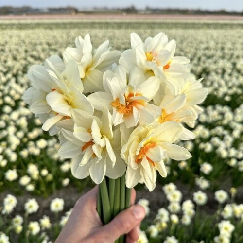 Fam. Flower Farm Bloembol - Flower Drift Fam. Flower Farm Bloembol - Flower Drift