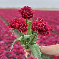 Tulp - Cranberry Thistle