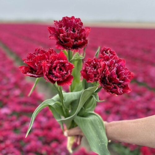Fam. Flower Farm Bloembol - Cranberry Thistle Fam. Flower Farm Bloembol - Cranberry Thistle