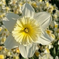 Narcis - Ice Follies