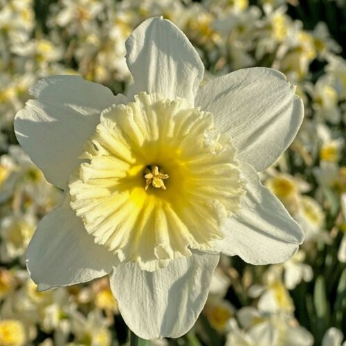 Fam. Flower Farm Bloembol - Ice Follies Fam. Flower Farm Bloembol - Ice Follies