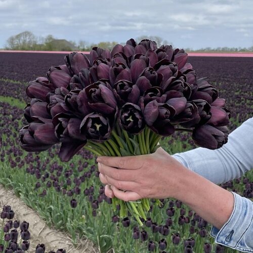 Fam. Flower Farm Bloembol - Paul Schrerer Fam. Flower Farm Bloembol - Paul Schrerer