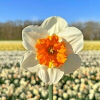 Narcis - Precocious