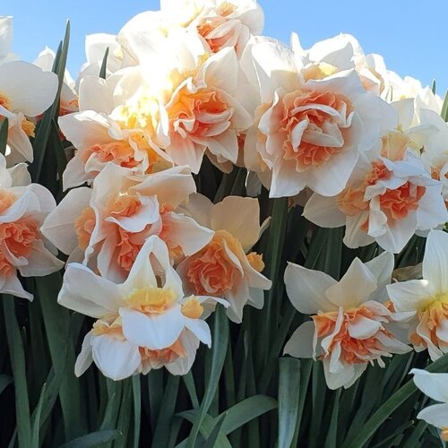 Fam. Flower Farm Bloembol - Replete Fam. Flower Farm Bloembol - Replete