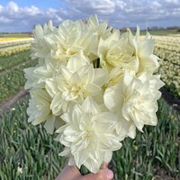 Narcis - White Medal
