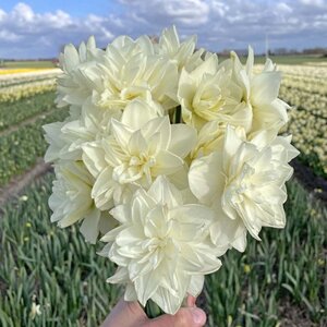 Fam. Flower Farm Narcis - White Medal