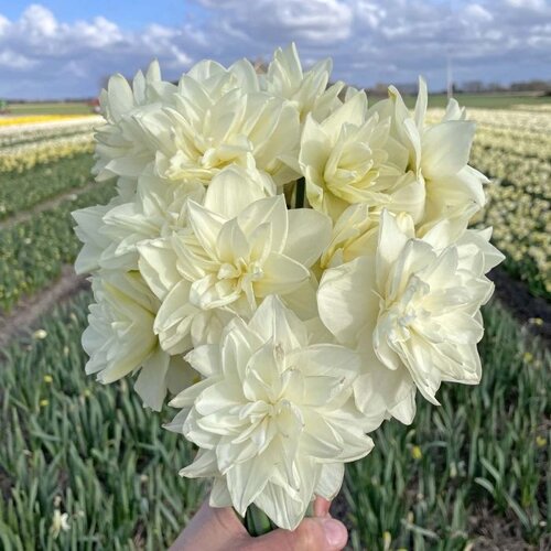 Fam. Flower Farm Bloembol - White Medal Fam. Flower Farm Bloembol - White Medal