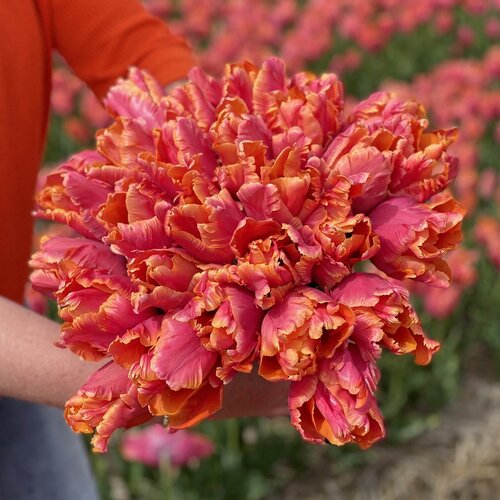 Fam. Flower Farm Bloembol - Amazing Parrot Fam. Flower Farm Bloembol - Amazing Parrot