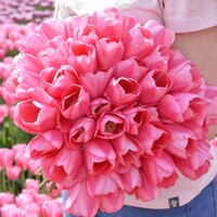 Tulp - Sissi