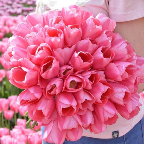 Fam. Flower Farm Tulp - Sissi Fam. Flower Farm Tulp - Sissi