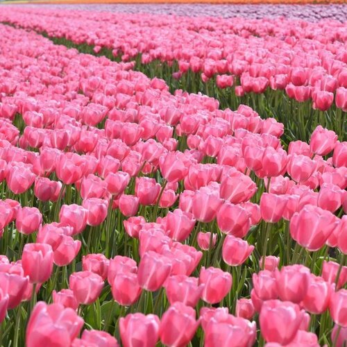 Fam. Flower Farm Fam. Flower Farm - Bloembol - Sissi