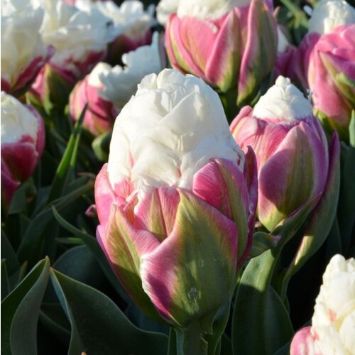Fam. Flower Farm Bloembol - Ice Cream Fam. Flower Farm Bloembol - Ice Cream