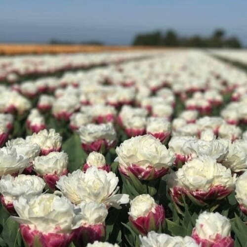 Fam. Flower Farm Fam. Flower Farm - Bloembol - Ice Cream