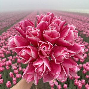 Fam. Flower Farm Tulp - Milkshake