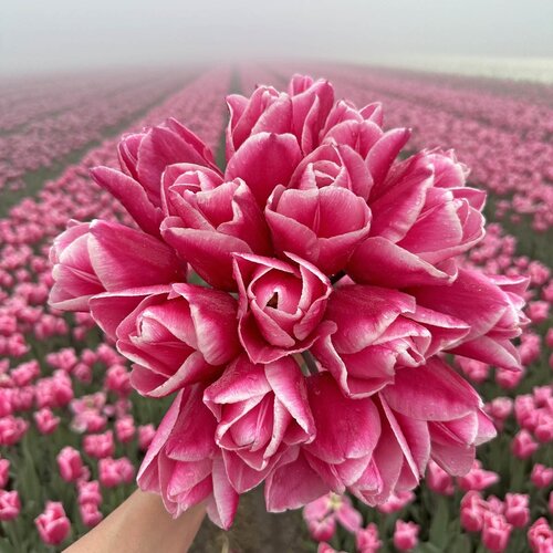Fam. Flower Farm Bloembol - Milkshake Fam. Flower Farm Bloembol - Milkshake