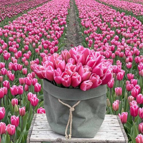 Fam. Flower Farm Fam. Flower Farm - Bloembol - Milkshake
