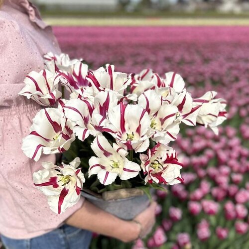 Fam. Flower Farm Bloembol - Alise Fam. Flower Farm Bloembol - Alise