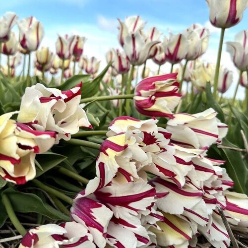 Fam. Flower Farm Fam. Flower Farm - Bloembol - Alise