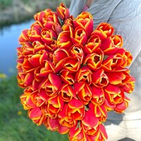 Tulp - Choice