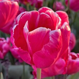 Fam. Flower Farm Tulp - Cracker Parrot
