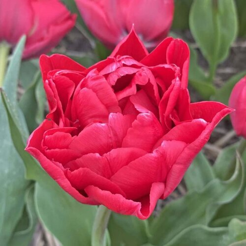 Fam. Flower Farm Fam. Flower Farm - Bloembol - Double Twist