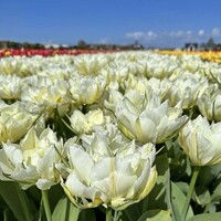 Tulp - Exotic Emperor