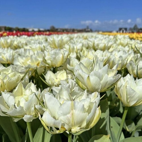 Fam. Flower Farm Tulp - Exotic Emperor Fam. Flower Farm Tulp - Exotic Emperor