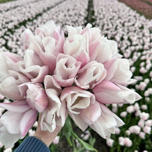 Fam. Flower Farm Bloembol - Fay Fam. Flower Farm Bloembol - Fay