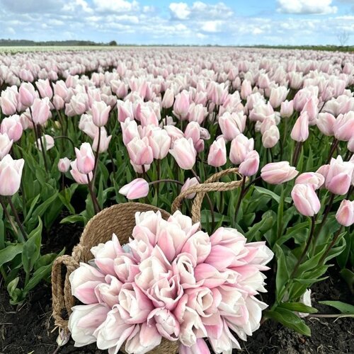 Fam. Flower Farm Fam. Flower Farm - Bloembol - Fay