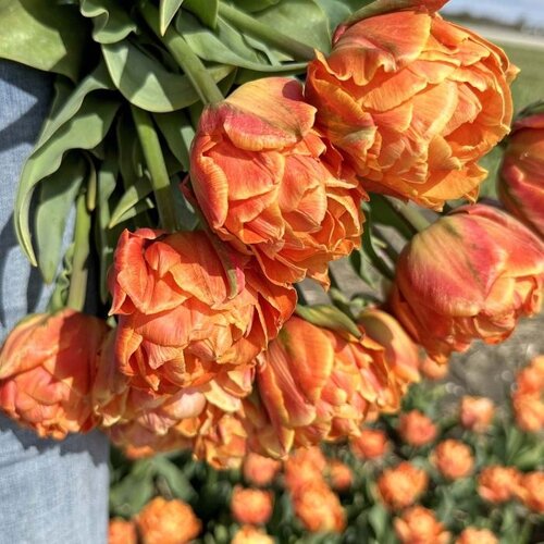 Fam. Flower Farm Bloembol - Lorenzo Fam. Flower Farm Bloembol - Lorenzo