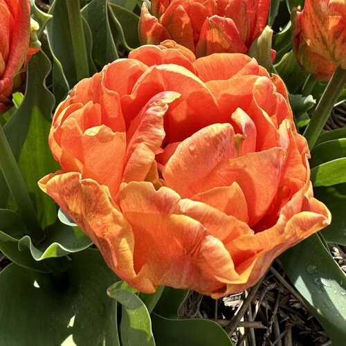 Fam. Flower Farm Fam. Flower Farm - Bloembol - Lorenzo