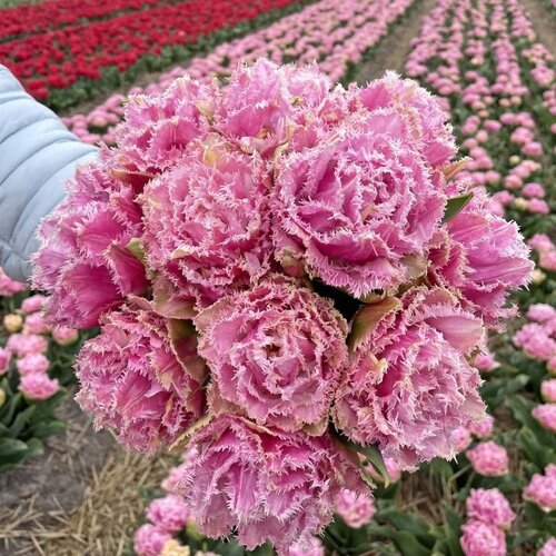 Fam. Flower Farm Bloembol - Perth Fam. Flower Farm Bloembol - Perth