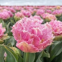 Tulp - Perth