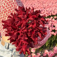 Tulp - Red Dress