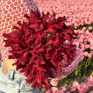Fam. Flower Farm Tulp - Red Dress