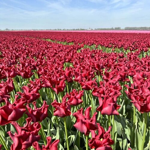 Fam. Flower Farm Fam. Flower Farm - Bloembol - Red Dress