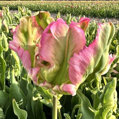 Fam. Flower Farm Fam. Flower Farm - Bloembol - Green Wave