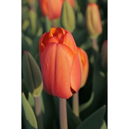 Fam. Flower Farm Bloembol - Triple A Fam. Flower Farm Bloembol - Triple A