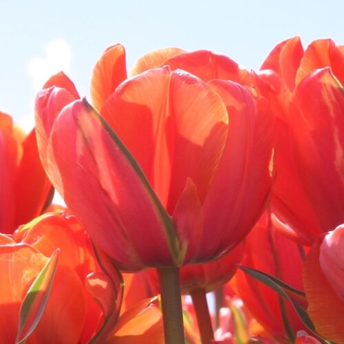 Fam. Flower Farm Bloembol - Queensday Fam. Flower Farm Bloembol - Queensday