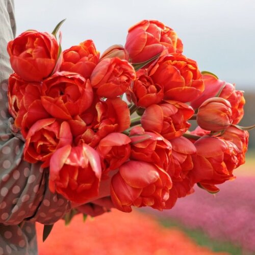 Fam. Flower Farm Fam. Flower Farm - Bloembol - Queensday