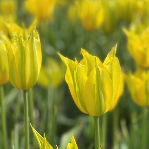 Fam. Flower Farm Bloembol - Greenmile Fam. Flower Farm Bloembol - Greenmile