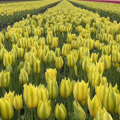 Fam. Flower Farm Fam. Flower Farm - Bloembol - Greenmile