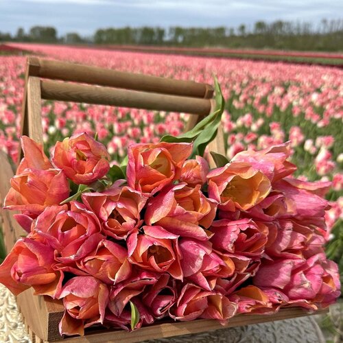 Fam. Flower Farm Fam. Flower Farm - Bloembol - Passio Sweet
