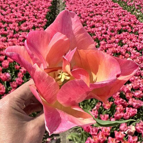 Fam. Flower Farm Bloembol - Passio Sweet Fam. Flower Farm Bloembol - Passio Sweet